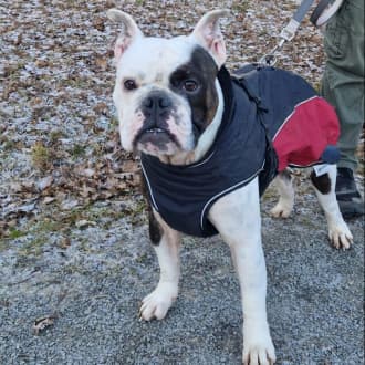 Englische Bulldogge Tom