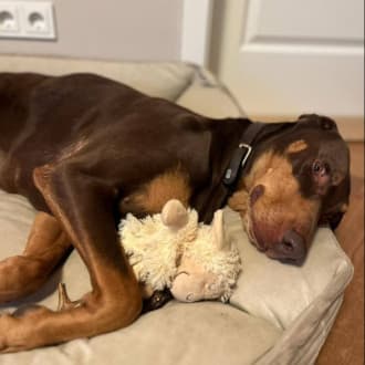 Dobermann Max