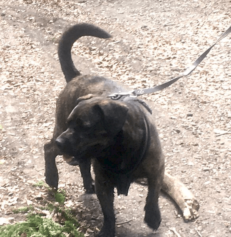 Paul - Französische Bulldogge, Deutscher Boxer - Bild 3