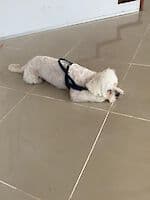 Pako - - Bild 12