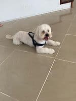 Pako - - Bild 6