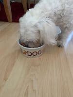 Pako - - Bild 14