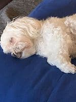 Pako - - Bild 4