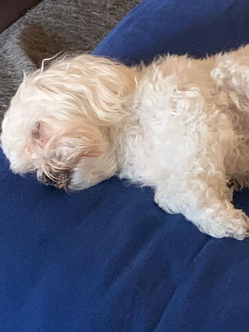Pako - - Bild 3