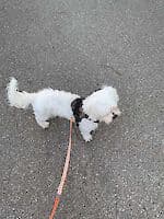 Pako - - Bild 16