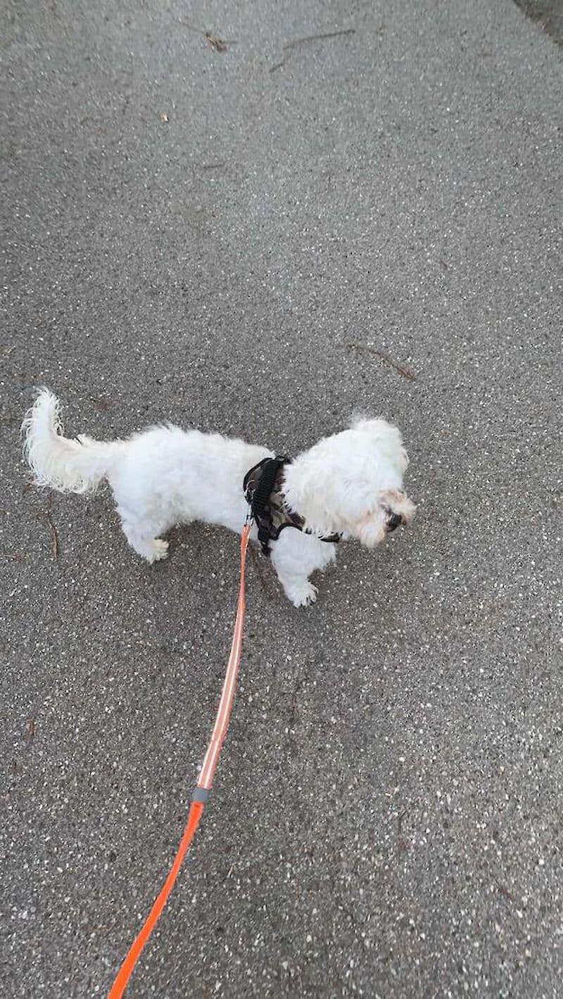 Pako - - Bild 15