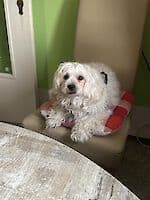 Pako - - Bild 8