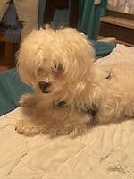 Pako - - Bild 18
