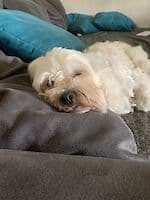 Pako - - Bild 10