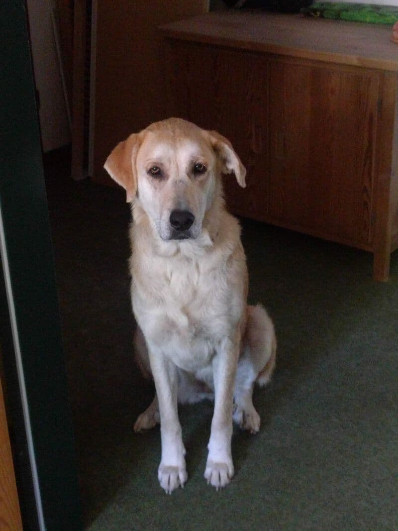 Nina - Labrador Retriever - Bild 1
