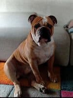 Ben - Englische Bulldogge, Mops - Bild 2