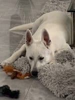 Coco - - Bild 4