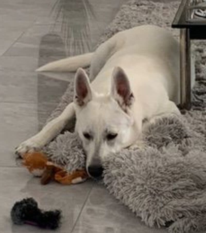 Coco - - Bild 3