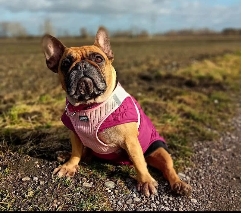 Französische bulldogge - Französische Bulldogge - Bild 1