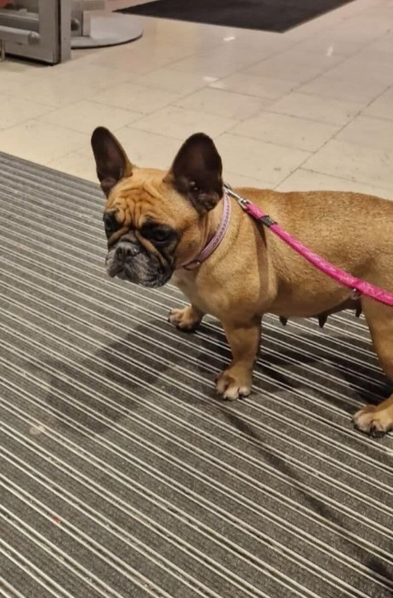 Französische bulldogge - Französische Bulldogge - Bild 3