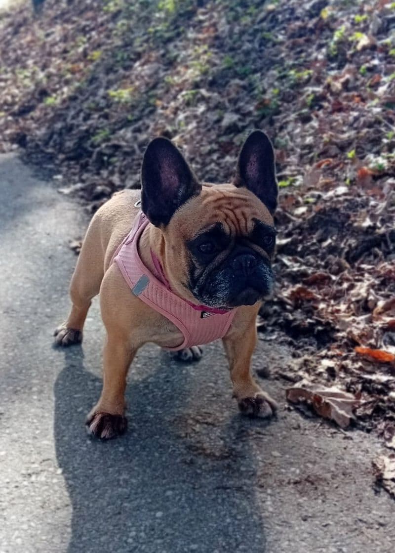 Französische bulldogge - Französische Bulldogge - Bild 2