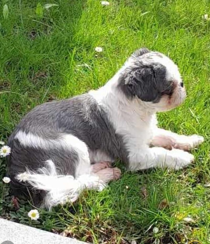 Goofy - Shih Tzu - Bild 1