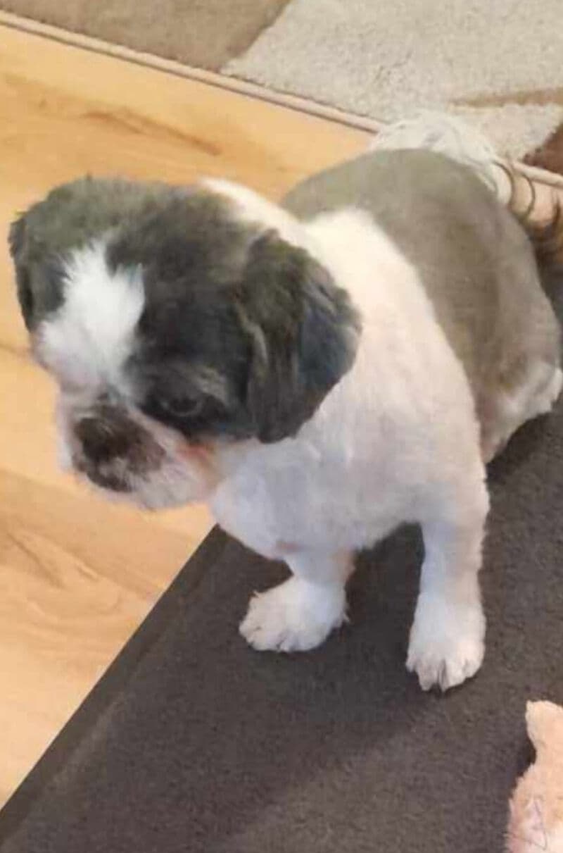 Goofy - Shih Tzu - Bild 3