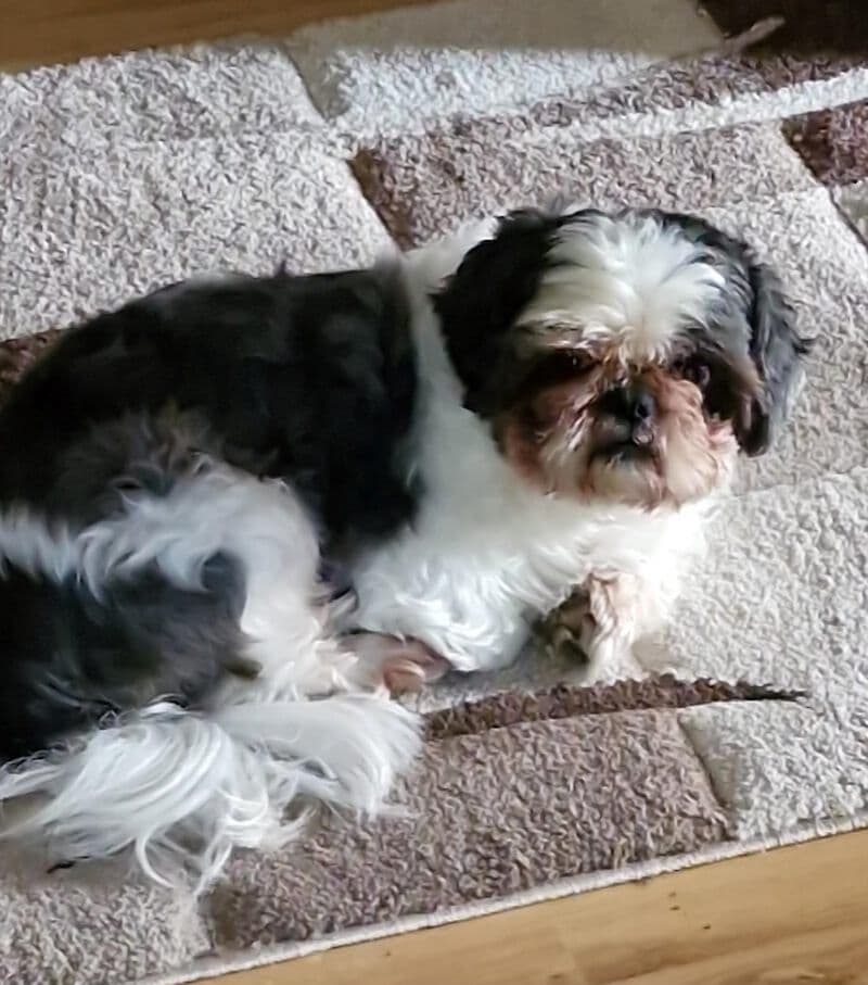 Goofy - Shih Tzu - Bild 2