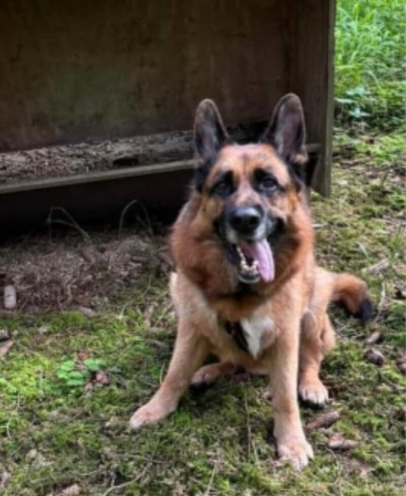 Maxl - Deutscher Schäferhund - Bild 4