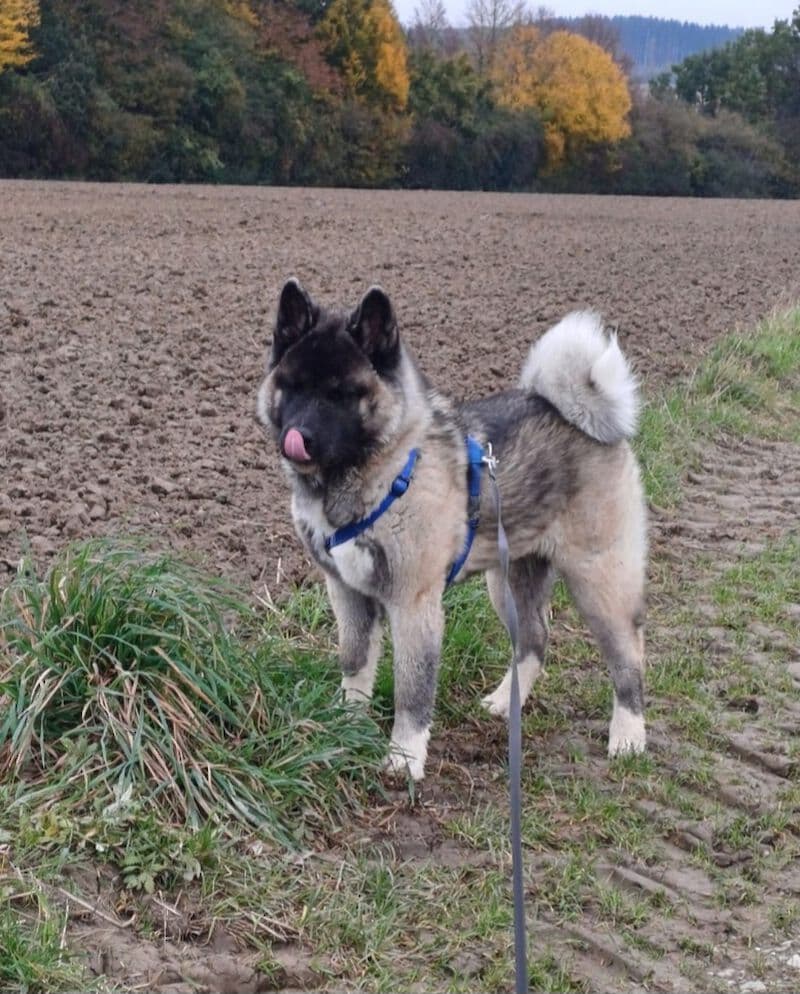 Kaya - American Akita - Bild 4