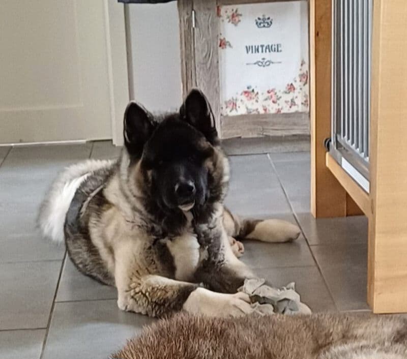 Kaya - American Akita - Bild 2