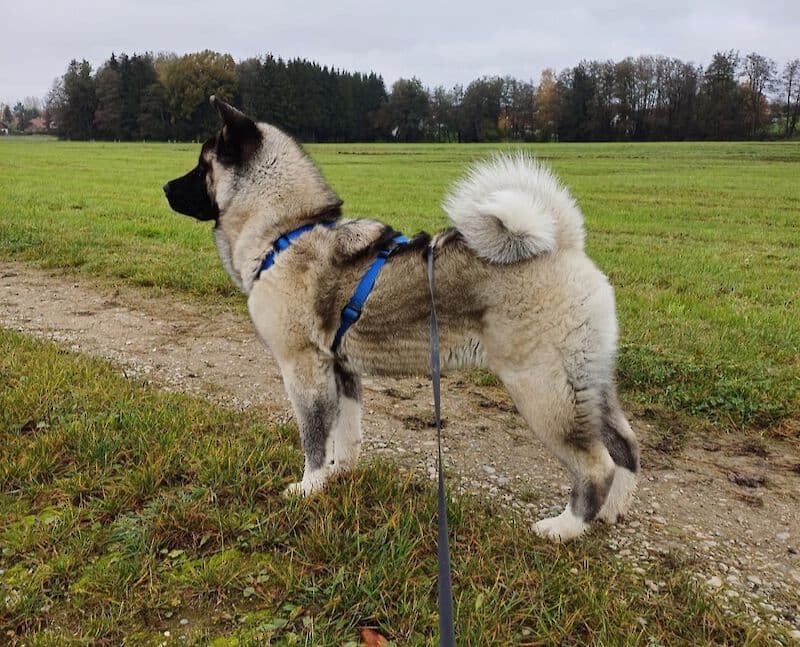 American Akita Kaya