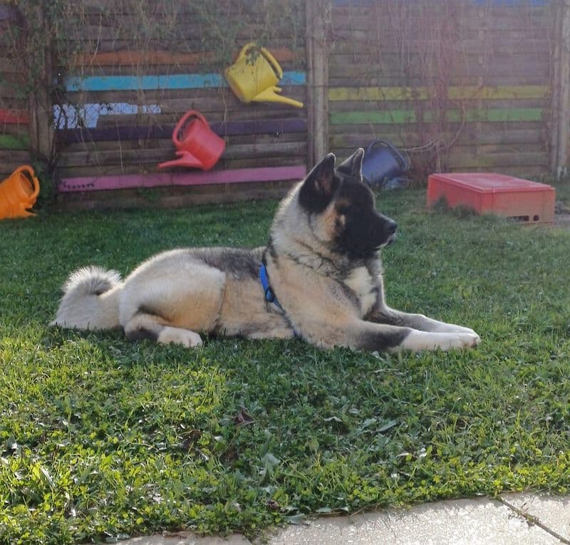 Kaya - American Akita - Bild 3