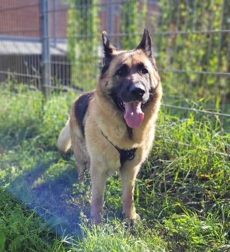 Finja - Deutscher Schäferhund - Bild 2