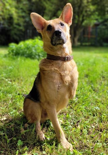 Jack - Deutscher Schäferhund - Bild 3