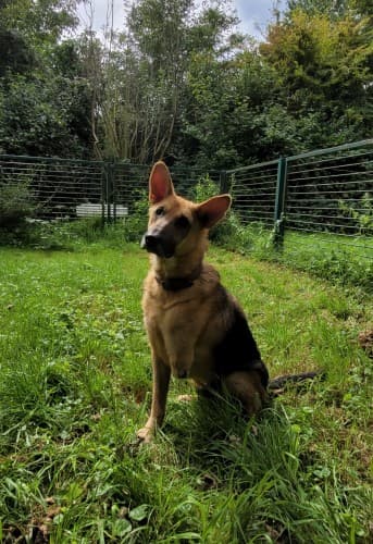 Jack - Deutscher Schäferhund - Bild 4