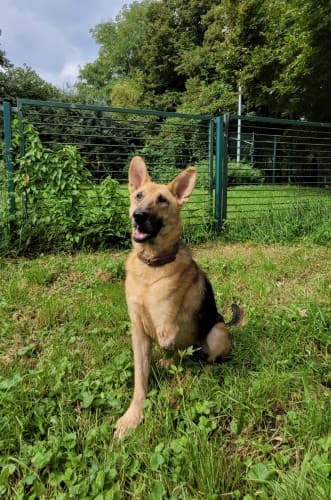 Jack - Deutscher Schäferhund - Bild 5