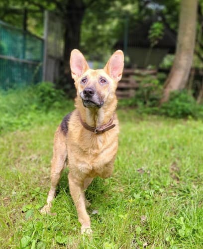 Jack - Deutscher Schäferhund - Bild 7