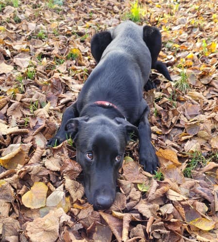 Jason - Labrador Retriever - Bild 4