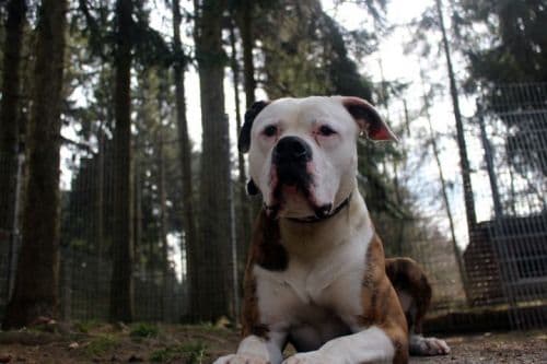 Billy, Englische Bulldogge Billy