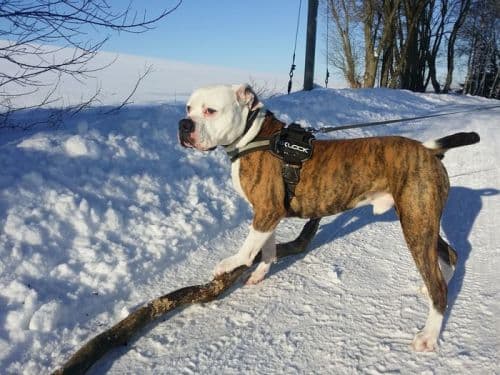 Billy - Billy, Englische Bulldogge - Bild 2