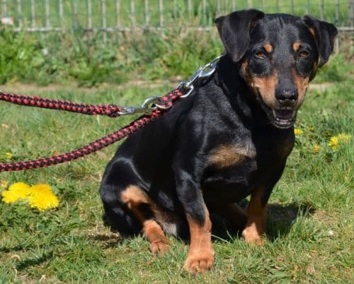 Seppl - Dackel - Bild 2