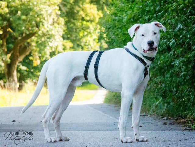 Bones - Dogo Argentino - Bild 21