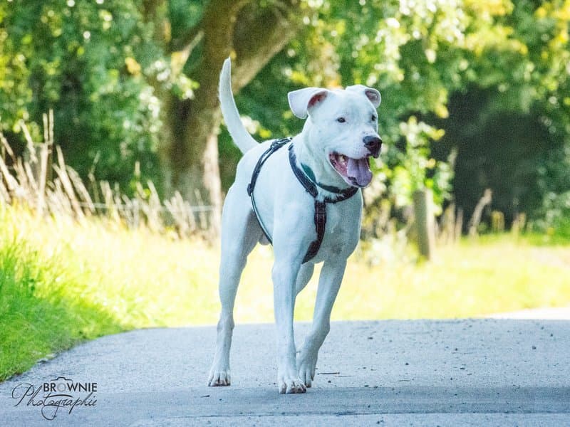 Bones - Dogo Argentino - Bild 12