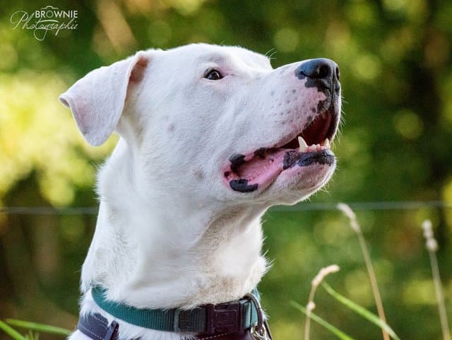 Bones - Dogo Argentino - Bild 5