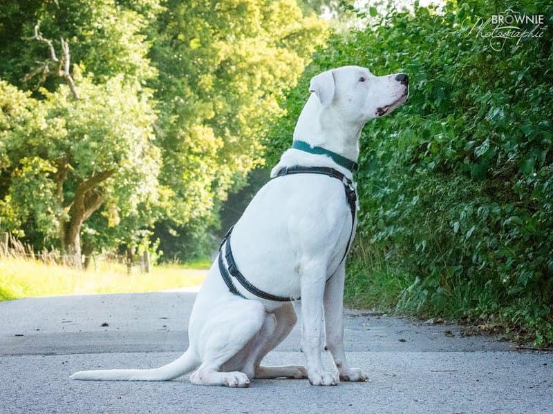 Bones - Dogo Argentino - Bild 8