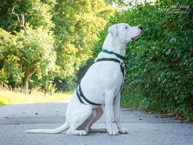 Bones - Dogo Argentino - Bild 9