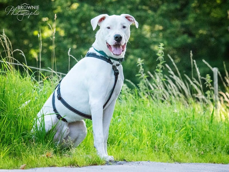 Bones - Dogo Argentino - Bild 6