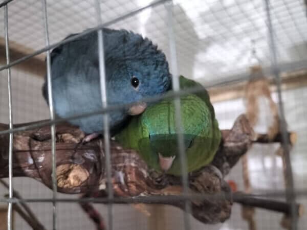 Pumbaa - Englische Bulldogge - Bild 5