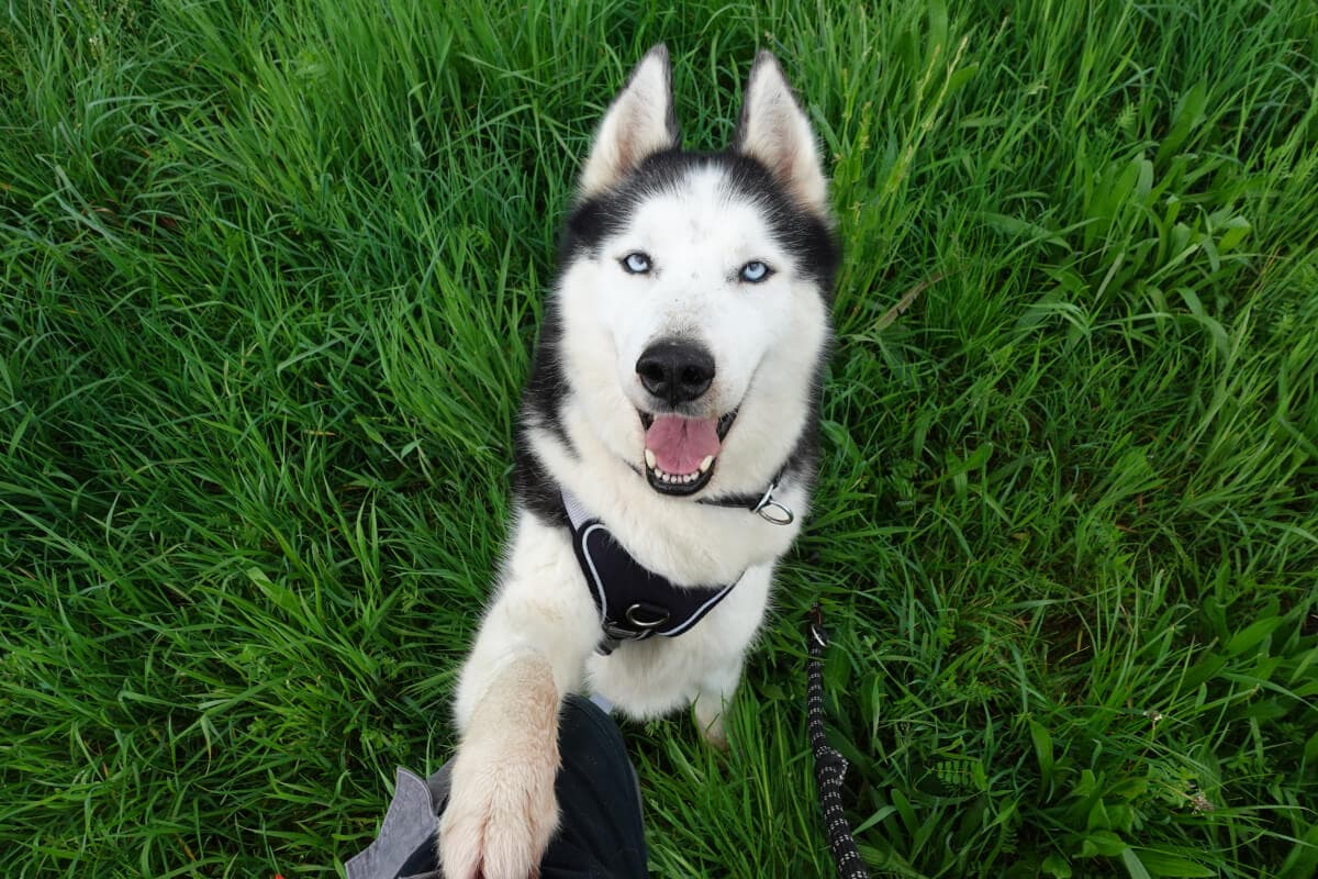 Lupo - Siberian Husky - Bild 2