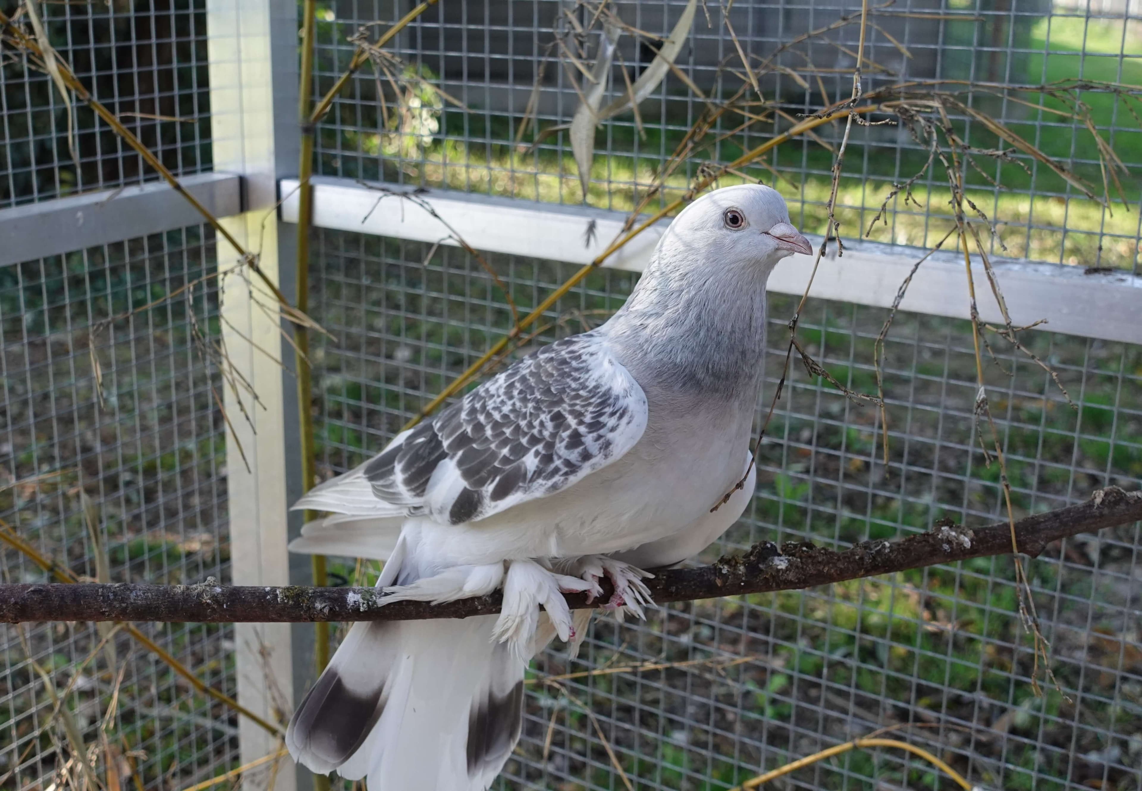 Pumbaa - Englische Bulldogge - Bild 4