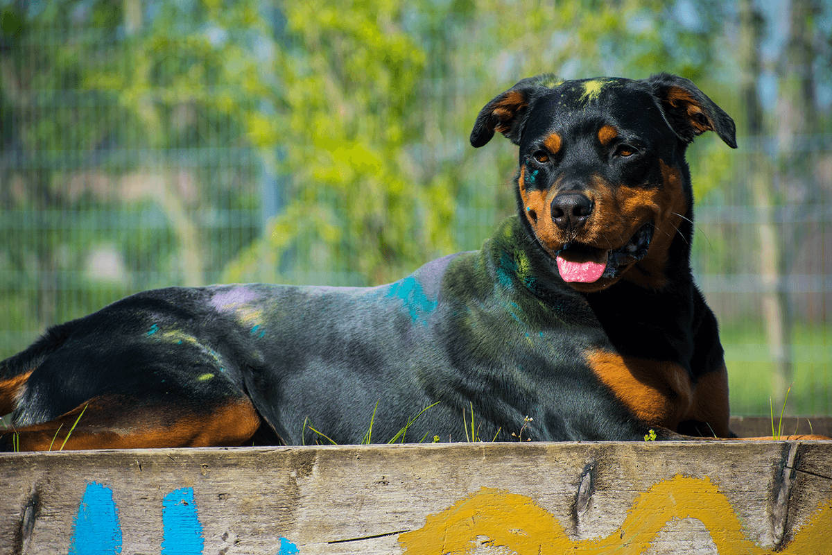 Samson - Rottweiler - Bild 13