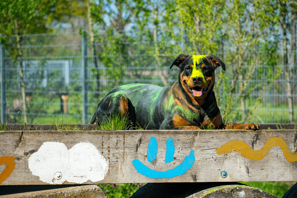 Samson - Rottweiler - Bild 8