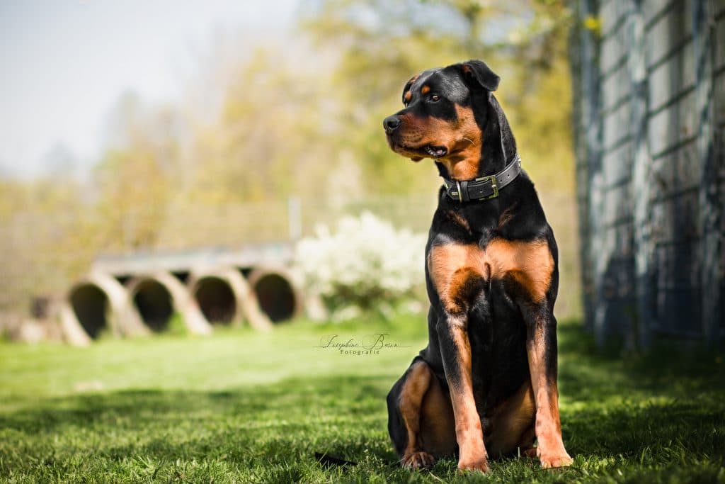 Samson - Rottweiler - Bild 4