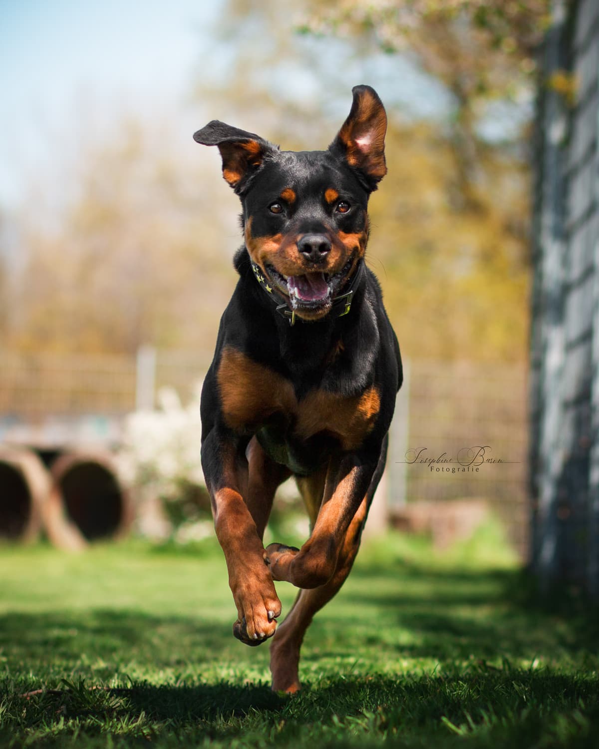 Samson - Rottweiler - Bild 1